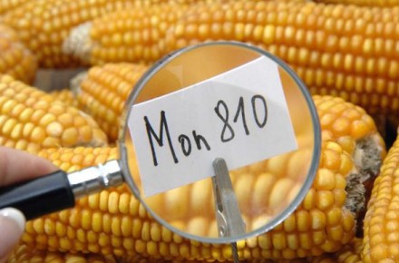 Actualmente el maíz MON810 es el único cultivo genéticamente modificado que se cultiva en Europa, en su mayoría en España, prácticamente el único país de la UE con cultivos OGM.